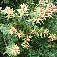 Podocarpus  'Flame'